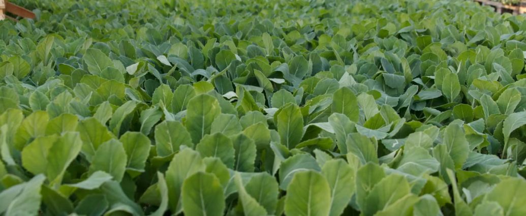 A flourishing field of young green plants growing in a greenhouse setting.