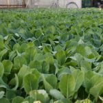 A flourishing field of young green plants growing in a greenhouse setting.