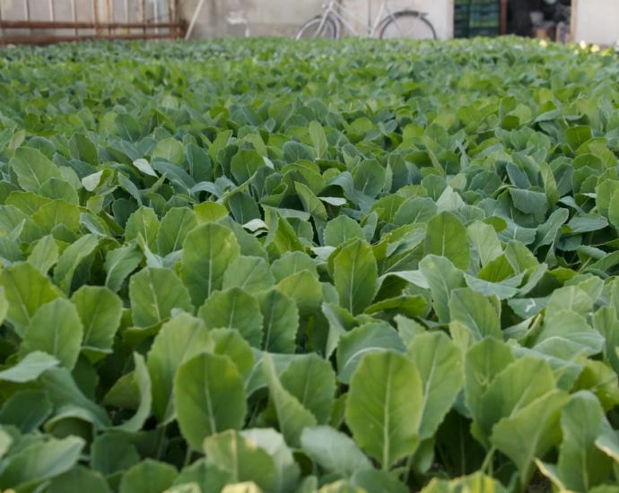 A flourishing field of young green plants growing in a greenhouse setting.